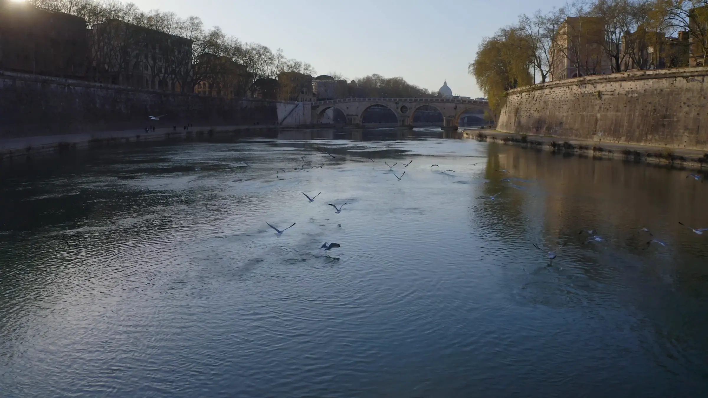 Gabbiani in volo sul Tevere, con il ponte e la cupola di San Pietro sullo sfondo